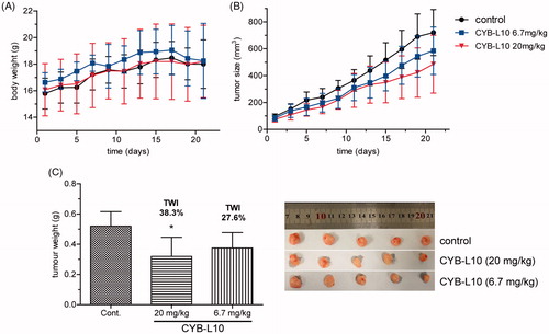 Figure 3. The antitumor efficiency of CYB-L10 in vivo. The effects of CYB-L10 on body weight (A), tumor size (B), and tumor weight (C) at the dose of 6.7 mg/kg and 20 mg/kg in the HCT116 xenograft model. Statistically significant difference in mean tumor weight compared with the control, *p < 0.05.