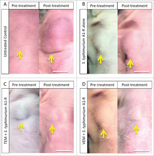 Figure 1. Representative photographs of mice from each treatment group. A. Untreated control. B. Treated with S. typhimurium A1-R. C. Treated with TEM and S. typhimurium A1-R. D. Treated with VEM and S. typhimurium A1-R. Scale bar: 5 mm.