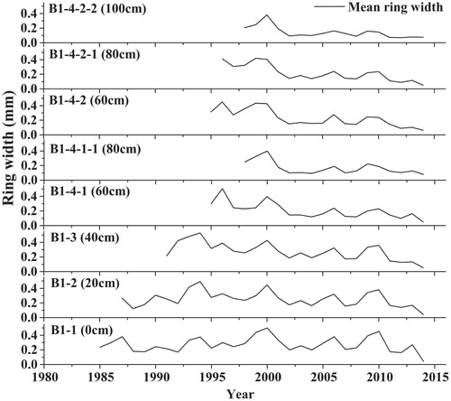 FIGURE 3. Serial sections of Salix oritrepha individual B1 showing a consistent year-to-year variability in the radial width between sections and within the same shoot. The codes indicate the name of each section. The numbers between brackets indicate the height above the ground of the sampled wood sections.