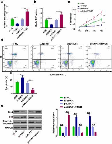 Figure 2. TINCR increases DDP resistance of CM cells. (a) RT-qPCR was used to determine TINCR expression in OCM-1/DDP cells after transfection. (b) IC50 values were measured by CCK-8 assay in OCM-1/DDP cells after transfection. (c, d) To detect OCM-1/DDP cell viability and apoptosis after transfection by CCK-8 and flow cytometry assays. (e) Bcl-2, Bax, and cleaved-caspase-3 expression were detected by Western blot analysis. *P < 0.05; **P < 0.01, n = 3.