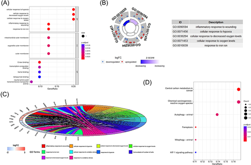 Figure 3 The enrichment of GO terms and KEGG pathways based on 41 ferroptosis-related DEGs in COPD. (A) GO enrichment analysis of the ferroptosis-related DEGs, including biological process(BP), cell composition(CC), and molecular function(MF). (B) GO analysis of the top 5 differentially expressed ferroptosis-related genes. (C) GO analysis of the top 10 differentially expressed ferroptosis-related genes. (D) Kyoto Encyclopedia of Genes and Genomes (KEGG) analysis of 41 differentially expressed ferroptosis-related genes.