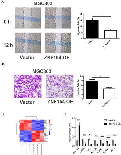 Figure 4 (A) ZNF154 suppresses MGC-803 cell migration (Cell-based scratch assay); (B) ZNF154 suppresses MGC-803 cell invasion (Transwell tumor cell invasive assay). Data are presented as mean ± SD of triplicate experiments, **p<0.01. (C) The heatmap shows some differentially expressed genes between MGC803-ZNF154 and MGC803-vector cells (D) The mRNA levels of differentially expressed genes. Data are presented as mean ± SD of triplicate experiments, ***p<0.001.