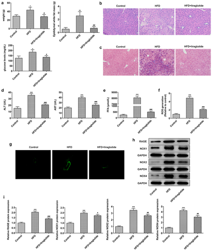 Figure1 Liraglutide ameliorates liver injury in the HFD mice. (a) The weight, epididymal white fat mass and fasting blood-glucose levels. (b) HE staining of liver tissue. (c) Masson’s trichrome staining. (d) The levels of ALT and AST in the serum of mice. (e) FFA levels. (f, g) Representative images of ROS staining. (h) The levels of RAGE, NOX1, NOX2 and NOX4 in liver tissue of different group. The data were displayed as mean ± SD. n = 7 for each group. ***P < 0.001 compared with Control. # P < 0.05, ## P < 0.01, ### P < 0.001 compared with HFD group.