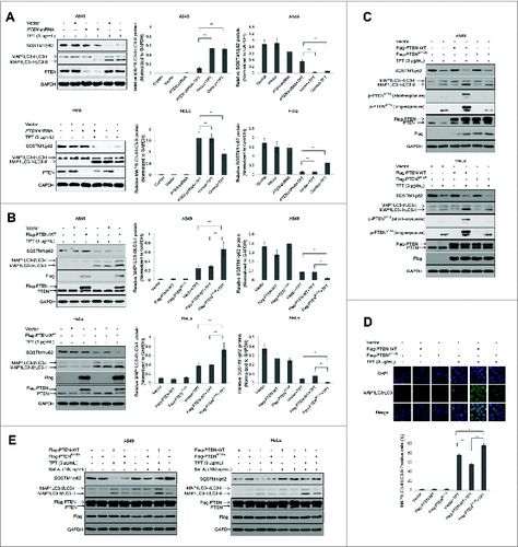 Figure 6. Effect of PTEN expression level on TPT-induced autophagy in A549 and HeLa cells. (A) A549 and HeLa cells were stably transfected with PTEN shRNA plasmids. Cells were treated with or without 3 μg/mL TPT for 24 h. The expression levels of PTEN, MAP1LC3/LC3, and SQSTM1/p62 protein were analyzed by immunoblotting. Bar graphs represent the relative MAP1LC3/LC3-II and SQSTM1/p62 protein levels normalized to that of GAPDH of different groups (*P < 0.05, **P < 0.001, t test, n = 3 ). (B) A549 and HeLa cells were transiently transfected with the 3×Flag-PTEN-WT plasmids. Cells were treated with or without 3μg/mL TPT for 24 h. The expression levels of Flag, PTEN, MAP1LC3/LC3, and SQSTM1/p62 protein were analyzed by immunoblotting. Bar graphs represent the relative MAP1LC3/LC3-II and SQSTM1/p62 protein levels normalized to that of GAPDH of different groups. (*P < 0.05, **P < 0.001, t test, n = 3 ). (C) The effect of PTENS113 phosphorylation on autophagy in A549 and HeLa cells. The expression levels of MAP1LC3/LC3 protein were analyzed by immunoblotting. (D) HeLa cells were transiently transfected with the 3×Flag-PTEN-WT or 3×Flag-PTENS113A plasmid and YFP-LC3 plasmids. Twenty four h after transfection, the cells were treated with or without 3 μg/mL TPT. Green YFP autofluorescence (YFP-LC3) was analyzed by confocal microscopy (100×). Bar graphs represent the percentage of YFP- LC3-positive cells in control or TPT-treated group (*P < 0.05, **P < 0.001, t test, n = 3 , bars represent SEM, Cells containing more than 5 foci were scored as positive). (E) A549 and HeLa cells were treated with or without 3 μg/mL TPT for 24 h, followed by treatment with 100 μM bafilomycin A1 (Baf.A1) as indicated. The expression levels of MAP1LC3/LC3 and SQSTM1/p62 protein were analyzed by immunoblotting.