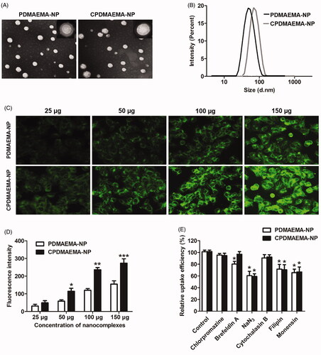 Figure 2. Characterization and cellular uptake of PDMAEMA-NP and CPDMAEMA-NP. (A) Morphology of the developed nanocomplexes by TEM analysis after negatively stained with sodium phosphotungstate solution. (B) DLC evaluation of particle size distribution of PDMAEMA-NP and CPDMAEMA-NP. (C) Qualitative investigation of cellular uptake of PDMAEMA-NP and CPDMAEMA-NP in vitro by the fluorescence microscope. (D) Quantitative evaluation of cellular internalization of PDMAEMA-NP and CPDMAEMA-NP in vitro by the Flow cytometer. *p<.05, **p<.001, ***p<.001 vs. the cells treated by PDMAEMA-NP. (E) Investigation of the cellular uptake mechanism by pre-treating cells with various endocytosis inhibitors for 1 h. *p<.05 vs. the control group.