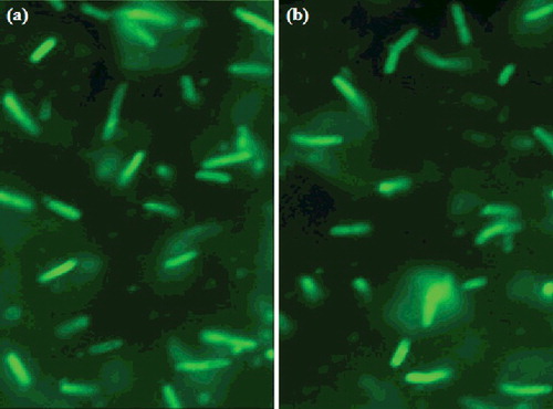 Figure 6. Fluorescent micrographs of transformed Escherichia coli by Arg–NiGs method (a) and CaCl2 method (b).