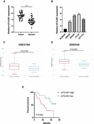 Figure 1 ILF3-AS1 was upregulated in COAD tissues and cell lines. The expression of ILF3-AS1 in (A) COAD tissues and adjacent normal tissues, (B) normal colon cancer epithelial cell line NCM460 and COAD cell lines (SW620, SW480, HT-29, HCT116). (C and D) The expression of ILF3-AS1 in COAD samples and normal controls from GSE37364 and GSE9348 datasets. (E) Kaplan–Meier curve for COAD patients with different levels of ILF3-AS1 expression. ***P<0.001.