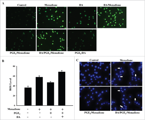 Figure 1. DA inhibits PGE2-induced anti-apoptotic effects (A) HL-60 cells were pretreated with 10 µM of DA or 1 µM of PGE2, followed by menadione treatment. The cells were then incubated with DCFHDA, a cell-permeable n-dichlorofluorescein that is used as an intracellular probe for oxidative stress, for 20 min. Accumulation of the probe in cells was measured based on increases in emission at 530 nm when the sample was excited at 485 nm. Fluorescence images of DCF-loaded cells were obtained under a microscope. (B) PGE2 inhibits menadione-induced production of mitochondrial ROS. HL-60 cells were incubated with DHR 123 after exposure to 10 µM of DA or 1 µM of PGE2 followed by treatment with 10 μM of menadione. (C) HL-60 cells were pretreated with 10 µM of DA or 1 µM of PGE2 and exposed to10 µM of menadione and then stained with 10 μM Hoechst 33342 for 10 min and the images were taken by fluorescence microscopy. (D) HL-60 cells were harvested and stained with PtdIns, after which their DNA content was analyzed by flow cytometry. Sub-G1 fractions of cells (%) were plotted against DA or PGE2 and menadione treatments. The experiment was repeated at least 3 times. (E) HL-60 cells were treated with 10 µM of DA and menadione, with or without 1 µM of PGE2. The total protein was isolated and analyzed by protein gel blot with anti-caspase-3, PARP, lamin B antibodies. Actin was used as a loading control.
