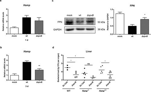 Figure 2. SpvB contributes to Salmonella-induced disorders of systemic iron metabolism by controlling the hepcidin-FPN axis. a-c) Streptomycin-pretreated mice were orally infected with 1 × 107 CFUs of either the WT or the ΔspvB mutant S. typhimurium strain. Hepatic Hamp levels at 1 day (a) or 3 days (b) post-infection were determined by quantitative PCR (n = 3–4 mice, respectively). c) Western blot analysis of whole liver lysates at 3 days post-infection with specific antibodies to FPN and the control GAPDH (n = 4 mice, respectively). Densitometric analysis of FPN relative to GAPDH protein and one of 4 representative western blot experiments are shown. d) Streptomycin-pretreated WT, Hamp+/− and Hamp−/− mice were orally infected with 1 × 107 CFUs of either the WT or the ΔspvB mutant S. typhimurium strain. Hepatic bacterial load at 3 days post-infection was determined by plating. Statistical analysis was performed with IBM SPSS statistics 22. Data were compared with independent Student’s t-test. Values are expressed as the mean ± SEM, and statistically significant differences are indicated. *P< .05; **P< .01; ns, not significant