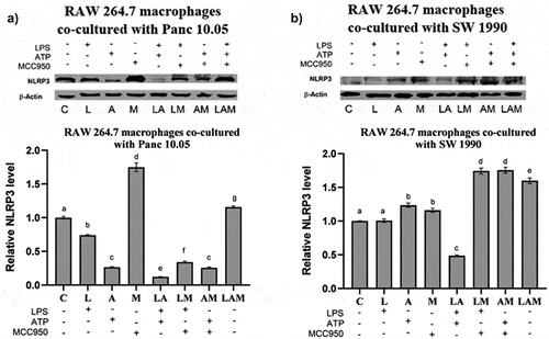 Figure 5. Relative levels of NLRP3 inflammasome by macrophages when co-cultured with a) Panc 10.05 cells and b) SW 1990 cells under LPS-stimulated inflammation with or without ATP and MCC950. Proteins in cell lysates of each treatment were subjected to the Western blot analysis.
