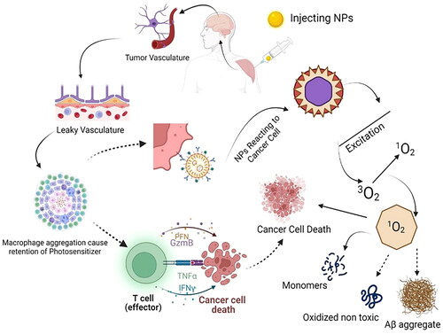 Figure 3. Nano PS activity mechanism on the brain cancer cell. After the delivery of NP to the target site, it acts in two ways. It causes the aggregation of lymphocytes, which leads to the destruction of cancer cells via T-cells. The PS NPs can also aggregate at the target site where the light source induces their excitation and causes the cytoplasmic organelles to degenerate, so the cancer cells deactivate. (Illustration created with BioRender.com.).