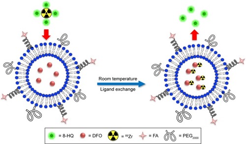 Figure 1 89Zr labeling of an FA-decorated FA-DFO-liposome through a room-temperature ligand exchange reaction between the 89Zr(8-HQ)4 complex and the encapsulated DFO in the liposomal aqueous cavity.Abbreviations: FA, folic acid; DFO, deferoxamine; 8-HQ, 8-hydroxyquinoline; PEG2000, (polyethylene glycol)-2000.