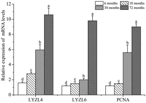 Figure 1. Relative expression of LYZL4, LYZL6 and PCNA mRNA in testis of the yak; different letters indicate significant difference (p < 0.01).