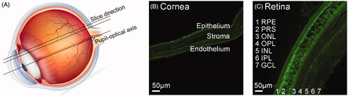 Figure 7. Slice direction of the eyeball (A), representative images of the cornea (B) and retina (C) are shown. The general retina structure includes the retinal pigment epithelium (RPE), photoreceptor segments (PRS), outer nuclear layer (ONL), outer plexiform layer (OPL), inner nuclear layer (INL), inner plexiform layers (IPL), and ganglion cell layer (GCL).