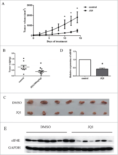 Figure 5. JQ1 suppressed the growth of H460 tumors in parallel with decreased eIF4E expression in a xenograft mouse model. H460 cells were inoculated to the subcutaneous of nude mouse. The mice were treated with 100 mg/kg/d JQ1 or the vehicle for 15 days (n = 7 for each group). A, the size of H460 tumors. Points, means of tumor volume; bars, SD. B, the weight of the tumors. Points, the weight of each tumor; horizontal line, means of tumor weight; bars, SD. C, the photo of the tumors. D and E, the RNAs and the protein lysates of the tumors were prepared and subjected to qRT-PCR assay (D) or western blot assay (E). Relative expression of eIF4E was calculated using the 2−ΔΔCt method. Columns, means of three replicate determinations; bars, SD. *, P < 0.05.