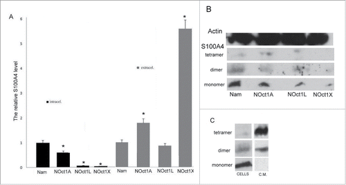 Figure 2. The effect of Oct-1 overexpression on S100A4 protein level in the Namalwa cells (intracellular) and protein secreted by the cells into the culture medium (extracellular). The S100A4 content in the samples was measured by ELISA. NOct1A, NOct1L, NOct1X – Namalwa cells transformed with Oct-1A, Oct-1L, Oct-1X isoforms. Error bars show SEM based on 5 biological replicates. *p < 0.05 B. The effect of Oct-1 overexpression on intracellular S100A4 protein level. Total protein was extracted from the intact Namalwa cells and Namalwa cells transformed with Oct-1A, Oct-1L, Oct-1X isoforms (NOct1A, NOct1L, NOct1X ) and western blotting was performed using antibodies against S100A4. C. Western blot analysis of materials from the Namalwa cells. Intracellular S100A4 protein (cells) and S100A4 secreted into the condition medium (c.m.).