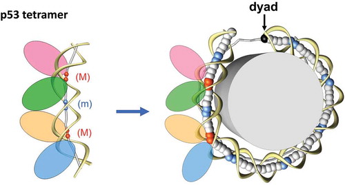 Figure 1. Schematic models for p53-DNA complex (left) and p53-nucleosome complex (right). Left: The p53-DNA complex (30) is shown schematically with four ellipses representing the p53 tetramer bound to a 20-bp DNA fragment (spacer S = 0). The p53 tetramer is laterally positioned on the external side of DNA loop. The DNA axis is represented by sticks and balls. The red balls stand for the centers of the CNNG core motif bent into the major groove (m), and the blue ones for the junction between two half-sites bent into the minor groove (m). Right: The histone octamer is shown as a cylinder and DNA is represented by ribbons (sugar-phosphate backbone) and balls (centers of base pairs). The blue balls indicate the dimeric steps where DNA is bent into the minor groove. For the “posterior” half of nucleosome, the DNA axis is represented by gray sticks. Note that conformation of the DNA fragment bound by p53 tetramer (Left) closely resembles conformation of a 20 bp-long fragment of nucleosomal DNA (Right), in which the center of the fragment is bent into the minor groove (blue balls). The figure is modified from ref. 57