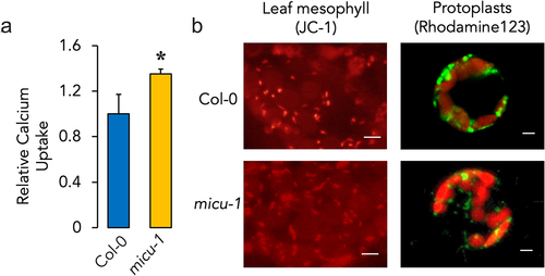Figure 2. Effects of AtMICU gene knockout on calcium transport and mitochondrial ΔΨ. (a) protoplasts from Col-0 and micu-1 leaf mesophylls were isolated as detailed in the methods section and relative calcium uptake rates were measured for Col-0 protoplasts and compared to those obtained with protoplasts isolated from micu-1 leaf mesophylls. Data are presented as mean ± SEM. *p ≤ 0.05 for Col-0 versus micu-1 with n ≥ 4 with separate protoplast preparations in different experiments. (b) leaves were stained as detailed in the mitochondrial polarization assessment in Col-0 and micu-1 plants section. Isolated protoplasts were stained with rhodamine 123 as in fig. 1. Representative images N = 3. Bar = 5 μm.