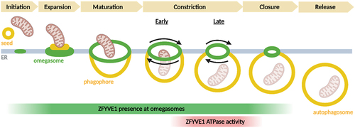 Figure 1. Stages of autophagosome biogenesis at omegasomes. ZFYVE1/DFCP1 is present at omegasomes from the initiation stage, but its ATPase activity is required for late constriction. Created with Biorender.com.