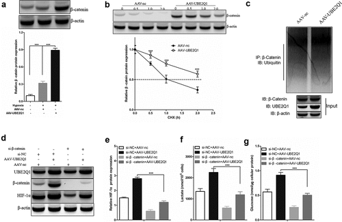 Figure 7. UBE2Q1 stabilized β-catenin, and β-catenin knockdown hypoxia-induced abrogated LINC00525-augmented HIF-1α activation and glycolysis.