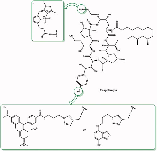 Figure 6. Fluorescent derivatives of caspofungin. Structural elements changed in the structure of caspofungin are shown in green boxes (according toCitation14,Citation32).