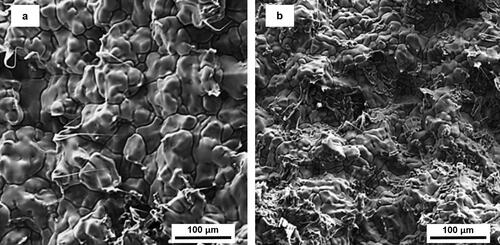 Figure 63. Difference between the fracture surfaces for aluminum alloy compositions with high (a) and low (b) susceptibility of hot tearing after tensile test in the mushy zone (Razaz & Carlberg, Citation2019).