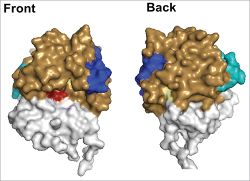 Figure 1. Depiction of the Structures of RiVax and RVEc. A front and back surface projection of RiVax (PDB: 3SRP) with the color coded with attenuating point mutations (yellow), active site (red), epitope cluster I (blue), and epitope cluster II (cyan). For comparison purposes, the regions of RiVax that have been omitted in RVEc (residues 34–43 and 199–267) are colored in white.