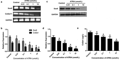 Figure 3. ATRA inhibits the expression of Sox9 and Col2a1 in rEHBMCs. rEHBMCs were treated as indicated above. (a) and (b) mRNA levels of Sox9 and Col2a1 were quantified by RT-PCR and qPCR. (c) and (d) Protein levels of Sox9 were determined by immunoblotting. (e) Col2a1 content in the culture supernatant of groups was detected by ELISA. Gene expression was normalized against GAPDH. Data in (b), (d) and (e) are shown as means ± SD of at least three independent experiments. aP < 0.05 vs control group