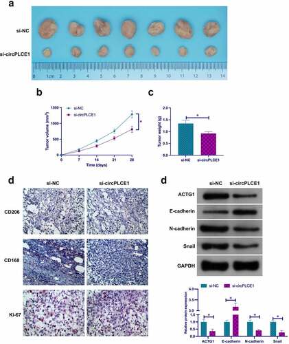 Figure 8. Depressive circPLCE1 refrains tumor growth, TAM M2 polarization, and CRC EMT in vivo a. Representative image of tumor; b. Tumor volume; c. Tumor weight; d. CD206, CD163 and Ki-67 detected via immunohistochemistry; e. In tumor ACTG1, E-cadherin, N-cadherin and Snail detected via Western blot. Expression of the data was as mean ± SD (n = 7); *P < 0.05.