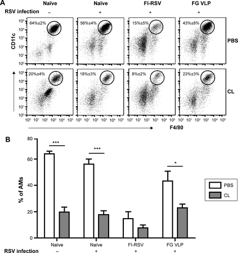 Figure S1 Clodronate treatment partially depletes AMs in the airways.Notes: (A) Flow cytometry profiles gating AM phenotypic cells. (B) Percentages of AMs in the bronchoalveolar lavage fluids. CL was intranasally given to mice 4 hours prior to RSV infection, and a control group was intranasally administered PBS. AMs were analyzed by flow cytometry 5 days later. The surface markers such as CD11c, CD11b, and F4/80 antibodies were used to characterize AMs in the airways of individual mice (n=5). Statistical significance was determined using an unpaired two-tailed Student’s t-test. Error bars indicate means ± standard error of the mean of concentration from individual animals (n=5). *P<0.05; ***P<0.001.Abbreviations: AM, alveolar macrophage; CL, clodronate liposome; FG VLP, a combination of F and G virus-like nanoparticles; FI-RSV, formalin-inactivated RSV; PBS, phosphate-buffered saline; RSV, respiratory syncytial virus.