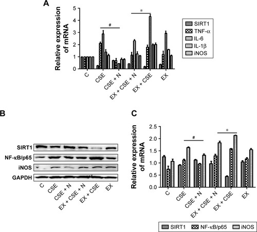 Figure 5 Impact of the SIRT1 antagonist EX527 on treatment effects of the nucleosides on the CSE-induced RAW264.7 cells.