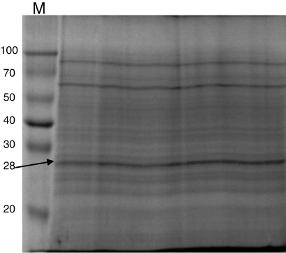 Figure 6. Preparative gel for extraction of unique solubilised protein from teliosporic protein(s).