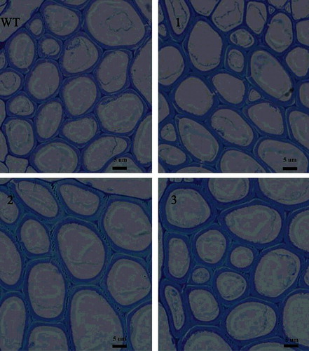 Figure 6. Fiber cell wall thickness (transverse section) in Arabidopsis WT and transgenic lines. Scale bar = 5 µm.