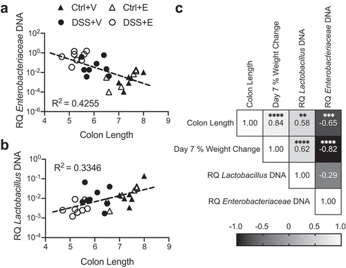 Figure 3. Enterobacteriaceae inversely correlates with colon length and Lactobacillus positively correlates with colon length. (a) Cecal Enterobacteriaceae vs colon length linear regression with corresponding R2 value. (b) Cecal Lactobacillus vs colon length linear regression with corresponding R2 value. (c) Pearson correlation matrix examining correlation between colon length, day 7 percent weight change, cecal Enterobacteriaceae, and cecal Lactobacillus. Each symbol represents data from one mouse. RQ: Relative Quantity. Statistics by Pearson correlation. n = 6–8 per group. ** p < .01, *** p < .001, **** p < .0001