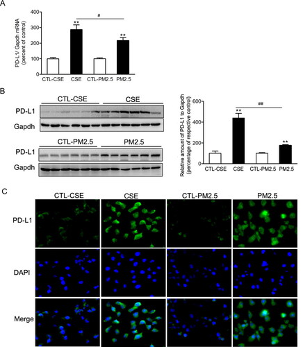 Figure 5. Cigarette smoke extract and PM2.5 induced PD-L1 increases in airway epithelial cells. BEAS-2B cells were incubated with 2% CSE or 100 µg/ml PM2.5 for 48 h. (A) The relative mRNA levels of PD-L1 were presented as percentage of the control cells. (B) Protein levels of PD-L1 were determined by western blotting. The blotted bands were relatively semi-quantitated to internal control (GAPDH) by densitometry and presented as percentage amount to control cells. Data are presented as mean ± SEM (n = 6). **p < .01 for CSE or PM2.5 group versus respective CTL group; #p < .05 and ##p < .01 for CSE group versus PM2.5 group. (C) Representative images from immunofluorescence staining of PD-L1 in cultured BEAS-2B cells.