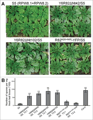 Figure 3. Expression of YFP-Lti6b–tagged RPW8.2 variants abrogates RPW8-mediated resistance. Six week-old plants were inoculated with Gc UCSC1 and disease phenotypes were assessed at 10 dpi. (A) Disease phenotypes of S5 (expressing both RPW8.1 and RPW8.2), and S5 lines transgenic for indicated DNA constructs. Note the differences in the amount of whitish powdery mildew in different trays. (B) Quantification of number of spores per mg fresh leaves for the indicated genotypes. Data represent means ± SE from one of 3 independent experiments. Student's t-test was used to compare value of other genotypes to that of S5. *P < 0.05; **P < 0.001.