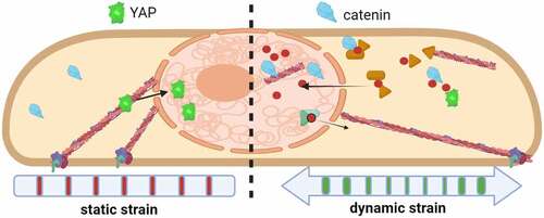 Figure 3. Actin transport into the nucleus is induced by dynamic mechanical force.