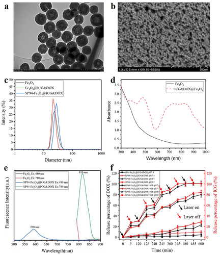 Figure 2 TEM (a) and SEM (b) of the SP94-Fe3O4@ICG&DOX nanoparticles; (c) Dynamic light scattering size of the nanoparticles in water (n = 3); Ultraviolet-visible-NIR absorbance spectra (d) and fluorescence spectra (e) of SP94-Fe3O4@ICG&DOX nanoparticles at the indicated concentrations in water; (f) DOX and ICG release profile of SP94- Fe3O4@ICG&DOX nanoparticles triggered by laser illumination (n = 3).