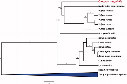 Figure 1. Bayesian tree showing the phylogenetic positioning of Otocyon megalotis within the Canidae and other clades within Carnivora. Numbers on branches represent posterior probabilities.