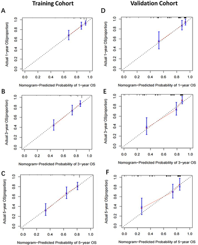 Figure 3 The calibration curves for predicting the 1-, 3-, and 5-year OS of patients with ENKTL in the training cohort (A–C) and validation cohort (D–F).