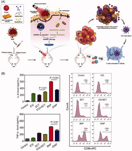 Figure 5. (A) The mechanism of photo-activated cell pyroptosis for solid tumor immunotherapy. (B) In vitro BMDCs maturation induced by the photo-activated cancer cell pyroptosis. Copyright 2020, Elsevier (Zhao et al., Citation2020).
