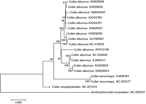 Figure 1. N-J phylogenetic tree of C. oxycephaloides and all other Culter sequences in NCBI, with Ancherythroculter kurematsui as an outgroup. The round dot indicate the individual sampled in this study.