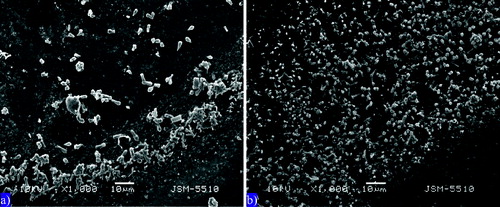Figure 6. Scanning electron microscopy (1000 X) of sediment particle and aerophilic zone at 24th hour in the C (а) and the +Hg system (b).