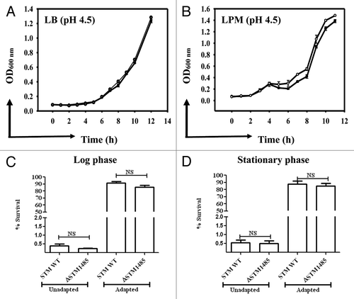 Figure 1. In vitro characterization of the ΔSTM1485. (A) and (B) Growth kinetics of the ΔSTM1485 and its parental strain at acidic pH. Growth kinetics was done in LB (A) and LPM (B) at pH 4.5 buffered with sodium citrate. Log (C) and stationary (D) phase acid tolerance response (ATR) of the ΔSTM1485 strain. Overnight grown cultures were sub cultured into LPM media at pH 7.0 to an OD600 nm of 0.3 (log phase) or 1.5 (stationary). For adaptation, bacteria were resuspended in LPM media at pH 4.5 for 2 h, followed by shifting of pH to 3.0 and growth for 2 h. Unadapted cells were directly shifted to pH 3.0. Number of viable bacteria was enumerated by plating on selective LB plates. Shown is the data of two independent experiments. Filled circles, WT; open circles, ΔSTM1485; NS, not significant.