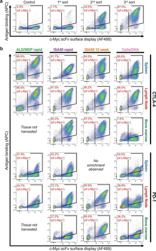 Figure 3. FACS enrichment of antigen-specific binders using yeast display. The x-axis measures presence of a C-terminal c-Myc tag (AF488), indicating expression of an scFv on the surface of the cell. The y-axis measures the binding of antigen to the scFv-expressing cells (APC). The gates used for yeast selection (double positive) are indicated. A dashed black line identifies c-Myc+ yeast. (a) Example FACS data for a full three sort enrichment series (CTLA-4, ISA50 rapid, Lymph Node), including a control expressing an irrelevant scFv library. (b) The post-3rd sort FACS image is shown for each target, for each tissue, and for each immunization method. Note: the image for CTLA-4, ISA50 rapid, Lymph Node is the same image used for the 3rd sort from (a).