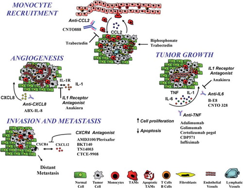 Figure 1. The tumor micro-environment is a complex network of inflammatory cells and molecules that are potential targets of anti-cancer treatments. Antibodies or antagonists blocking cytokines (IL-1β, TNFα, IL-6), chemokines (CCL2), or chemokine receptors (CXCR4) or targeting tumor-associated macrophages (TAM) have been developed. Bisphosphonates and trabectedin are cytotoxic for TAM; trabectedin also inhibits macrophage recruitment by inhibiting CCL2.