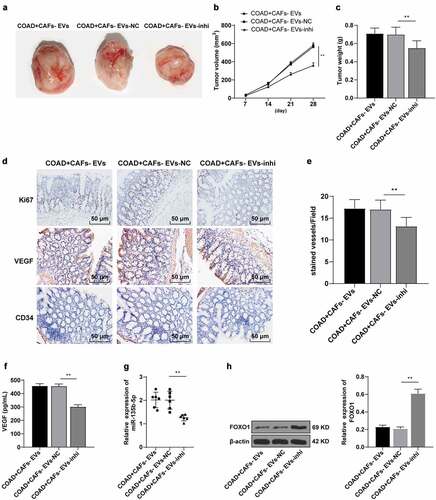 Figure 7. CAFs-EVs promoted angiogenesis of xenograft tumors in vivo. The nude mouse model of COAD was established by transplanting SW480 cells into the skin of nude mice. The mice were injected with CAFs-EVs of different treatment groups through the tail vein. (a–c) The growth rate, volume, and weight of the tumor were observed and measured. The tumor tissues were collected. (d) The expression patterns of Ki67, VEGF, and CD34 were detected using immunohistochemistry; (e) Microvessel density (MVD) was reflected by the number of CD34 microvessels; (f) The VEGF content in HUVECs supernatant was detected using ELISA; (g) The expression of miR-135b-5p was detected by RT-qPCR; (h) The expression pattern of FOXO1 was detected by WB. N = 6; the data were expressed as mean ± standard deviation. One-way ANOVA was used for comparison among multiple groups. Tukey’s multiple comparisons test was used for the post hoc test. **P < .01.