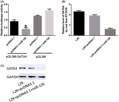 Figure 4. Dual luciferase reporter assay results. (A) Activity of luciferase containing pGL3M-GATA4 3′-UTR after miR-126 was inhibited; (B) GATA4 mRNA expression levels after transfection; (C) GATA4 protein expressions in U87 cells. *Compared with pcDNA3.1 group, P < .05.