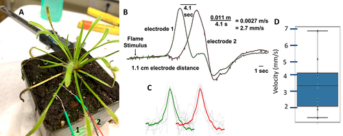 Figure 4. Conduction velocity measurements in sundew (Drosera capensis) using a flame stimulus. a. Experimental setup with two signal electrodes along one branch. b. Exemplary recording. c. Data and average signal from 11 different recordings on 9 plants from two channels (green and red). d. Scatterplot of same 11 recordings. Average conduction velocity is 3.2 mm/s.