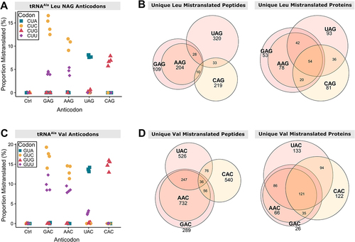 Figure 6. tRNAAla variants with leucine NAG anticodons or valine NAC anticodons mistranslate at unique codons leading to different subsets of the proteome experiencing mistranslation. (A) Codon specific proportion of unique mistranslated peptides for the control strain containing tRNAAlaGGC(Ala) and four tRNAAla variants containing synonymous anticodons decoding leucine codons. Proportion of mistranslated peptides at each codon was calculated from mass spectrometry data as the number of unique mistranslated peptides divided by the number of wild-type peptides where the leucine residue is coded for by the codon indicated. Only peptides containing one leucine residue were considered. Each point represents one biological replicate (n ≥ 3). (B) Venn diagrams showing the overlap between the unique peptides (left) and proteins (right) where mistranslation was detected by mass spectrometry in strains containing tRNAAla variants that have one of four synonymous anticodons decoding leucine codons. (C) Codon specific proportion of unique mistranslated peptides for the control strain containing tRNAAlaGGC(Ala) and four tRNAAla variants containing synonymous anticodons decoding valine codons as in (A). (D) Venn diagrams showing the overlap between the unique peptides (left) and proteins (right) where mistranslation was detected by mass spectrometry in strains containing tRNAAla variants that have one of four synonymous anticodons decoding valine codons.